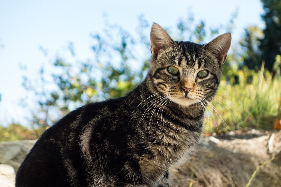Cat Animal with Green Eyes