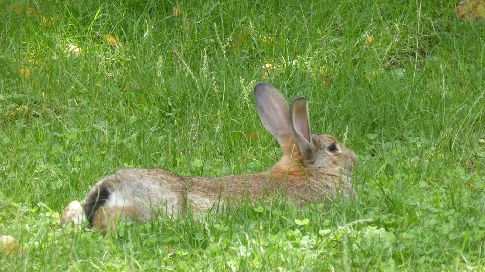 the hare is lying in the green grass