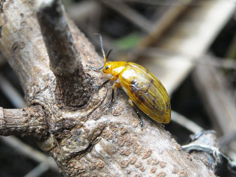 yellow Insect on The Tree closeup