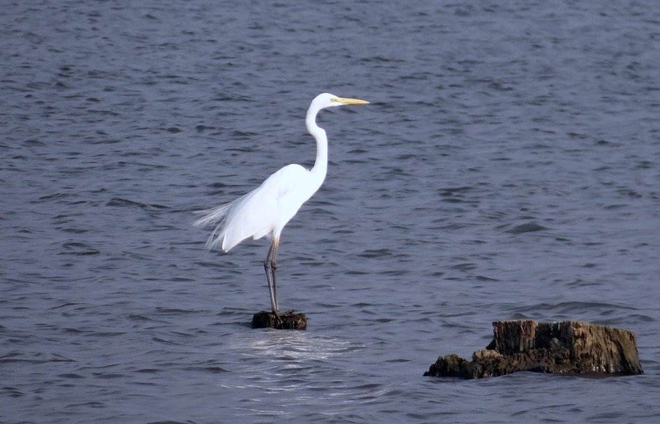 larbe white egret on the stone