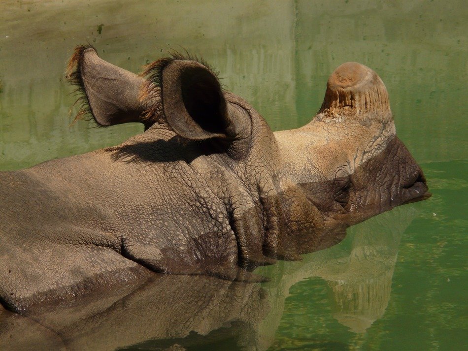 Indian rhino in the water