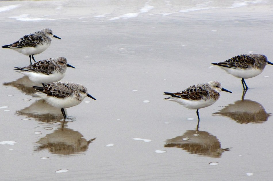 flock of waterfowl on the beach in Denmark
