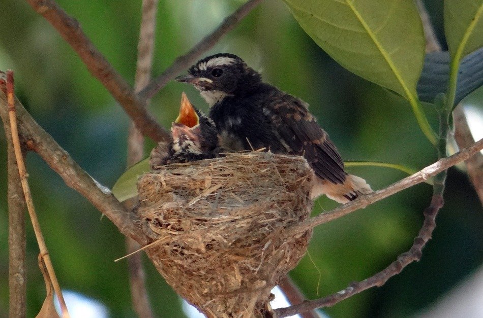fledglings in the nest