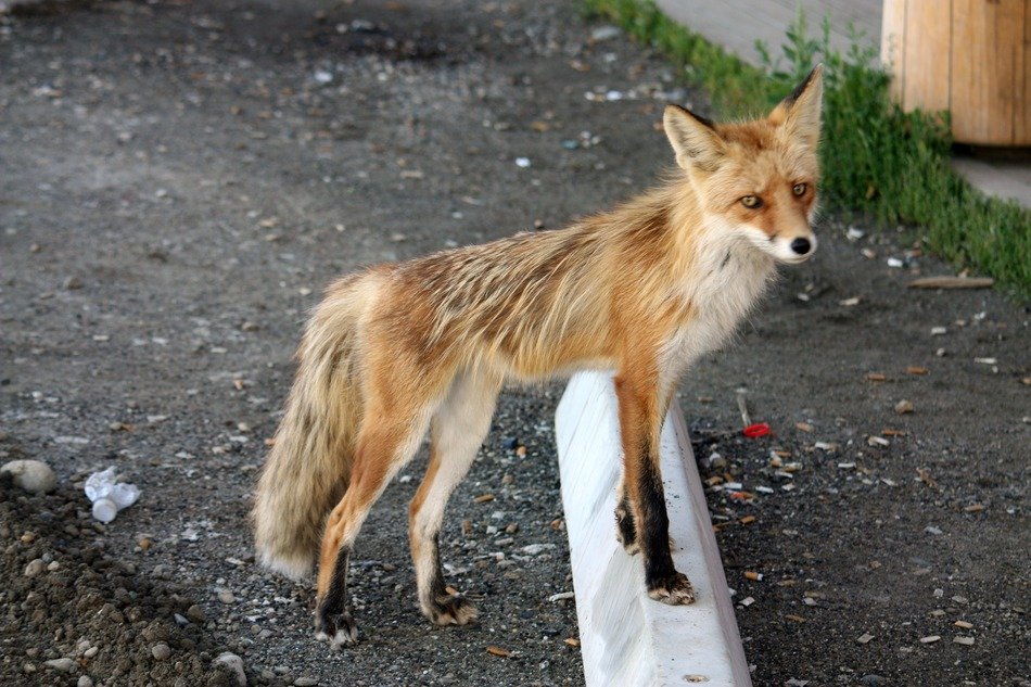 stunningly beautiful fox