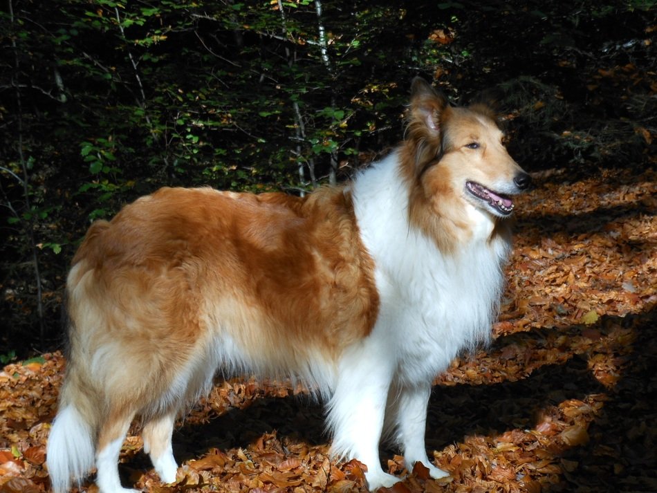 Scottish Collie in the light and shadow