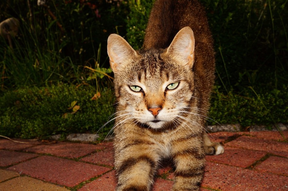cat on the pavement at dusk