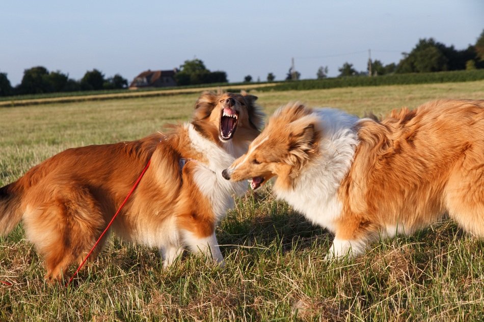 Collie dogs on a field on a sunny evening