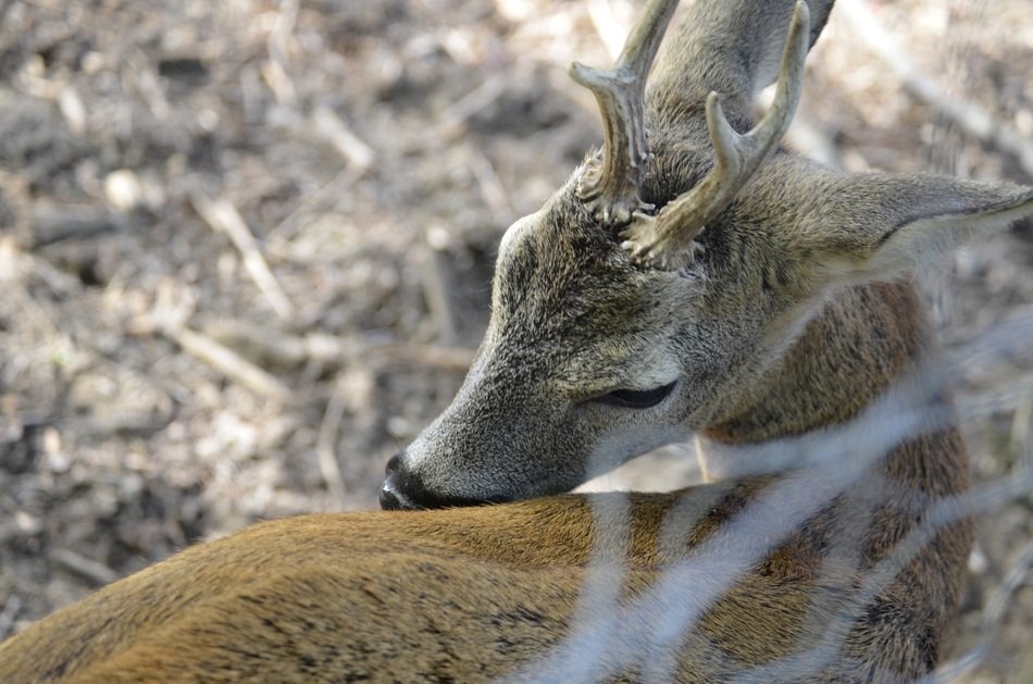 ROE deer with horns