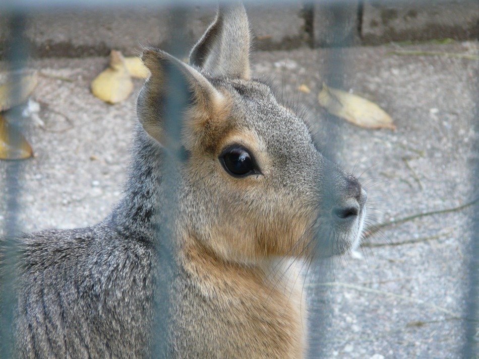 Patagonian mara in a cage close-up