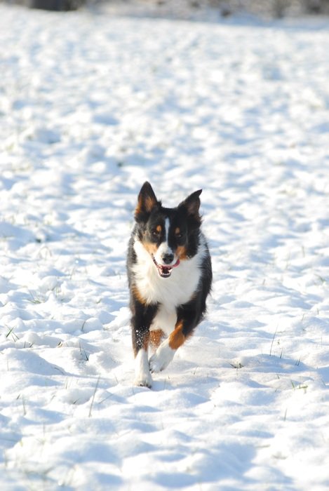 running australian shepherd