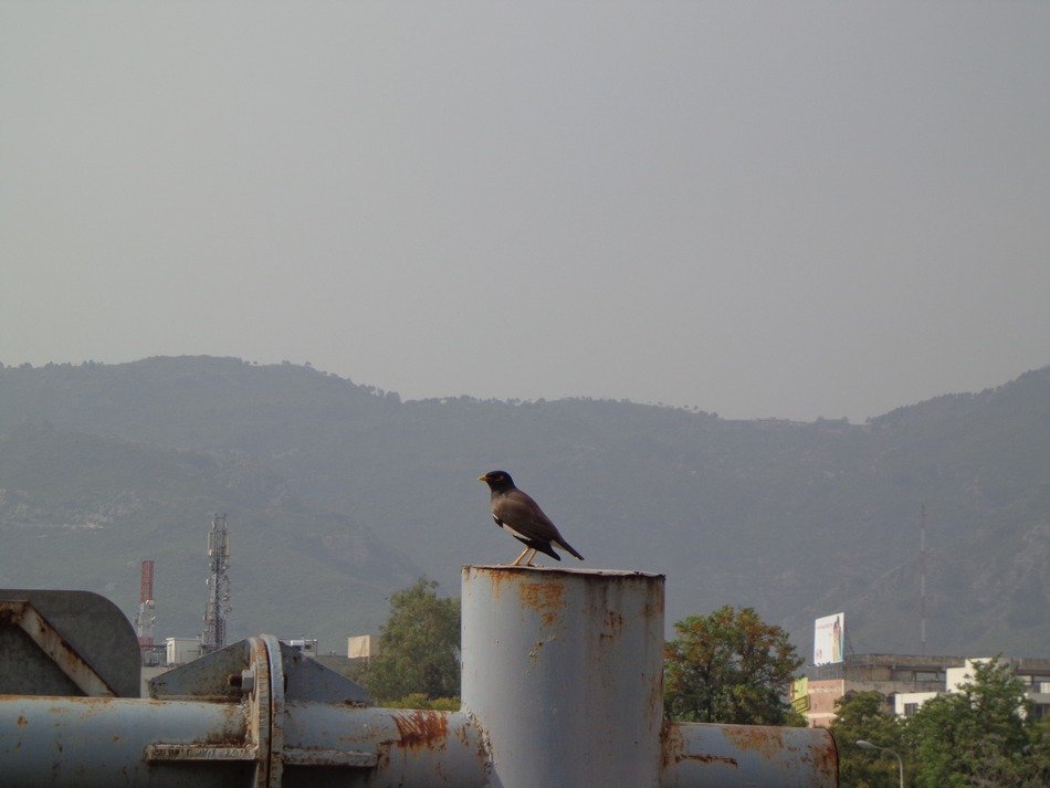 Biew with black crow