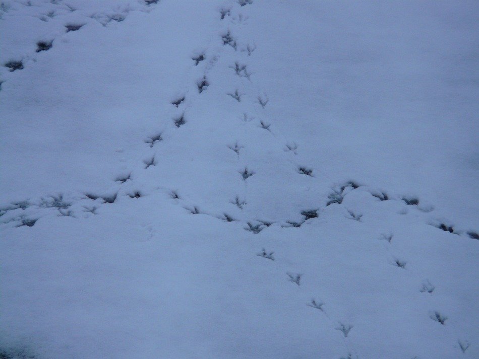 traces of birds in the wet snow