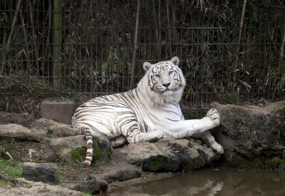 white lion lies on the shore of the pond at the zoo