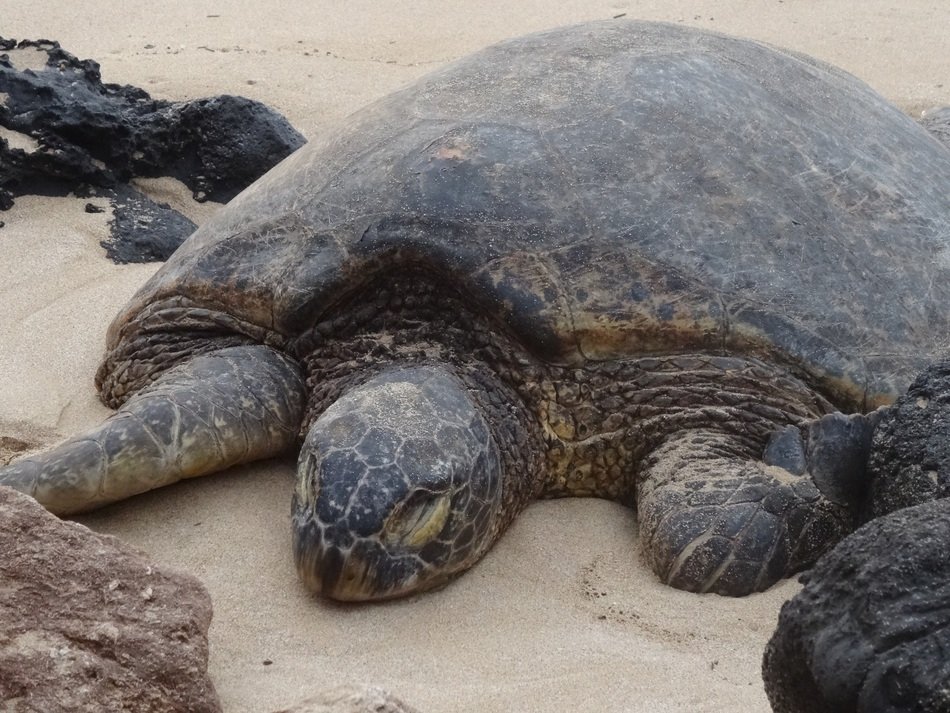 centenary Turtle