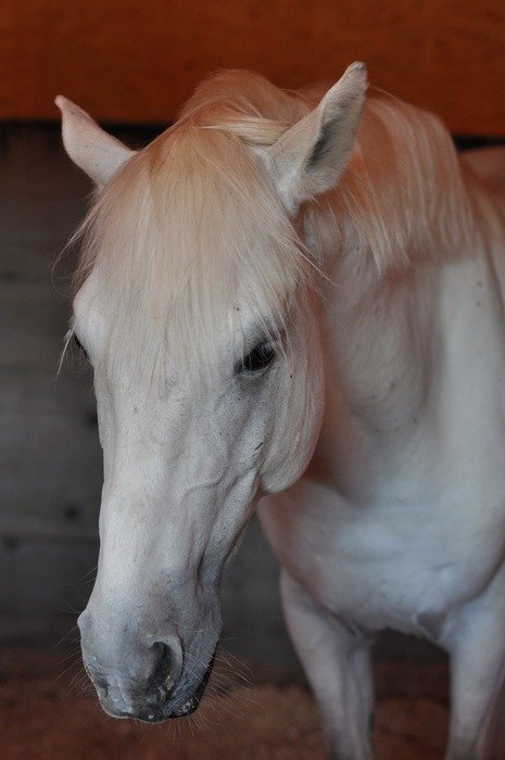 white horse in the stable close-up