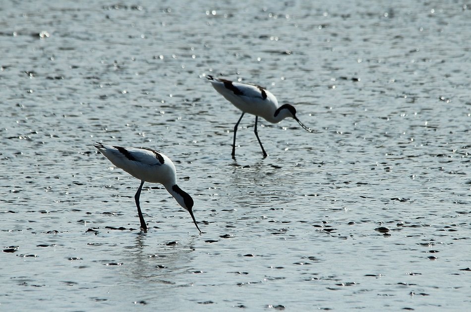 waterfowl seek food in water