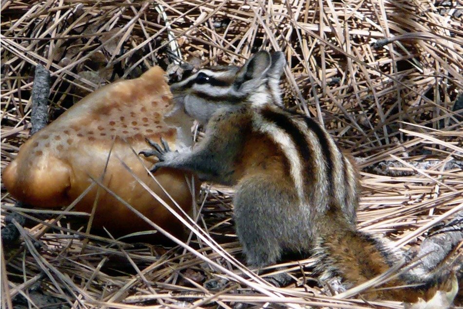 chipmunk with bread in the hay