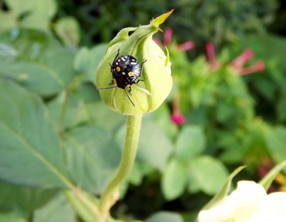 beetle on a rose bud in the garden