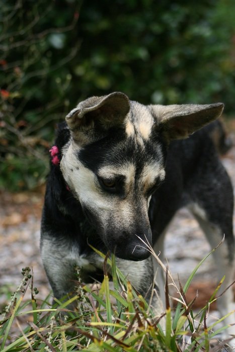 cute young puppy in the forest