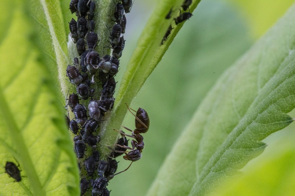 macro picture of aphids on the plant