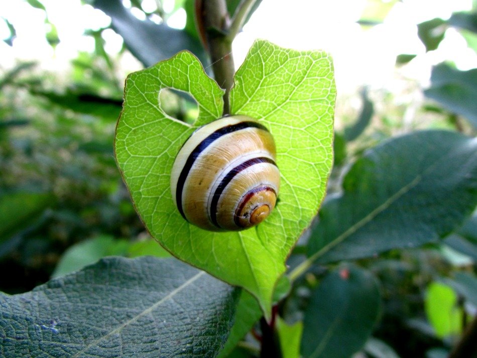 snail on a sheet in the shape of a heart