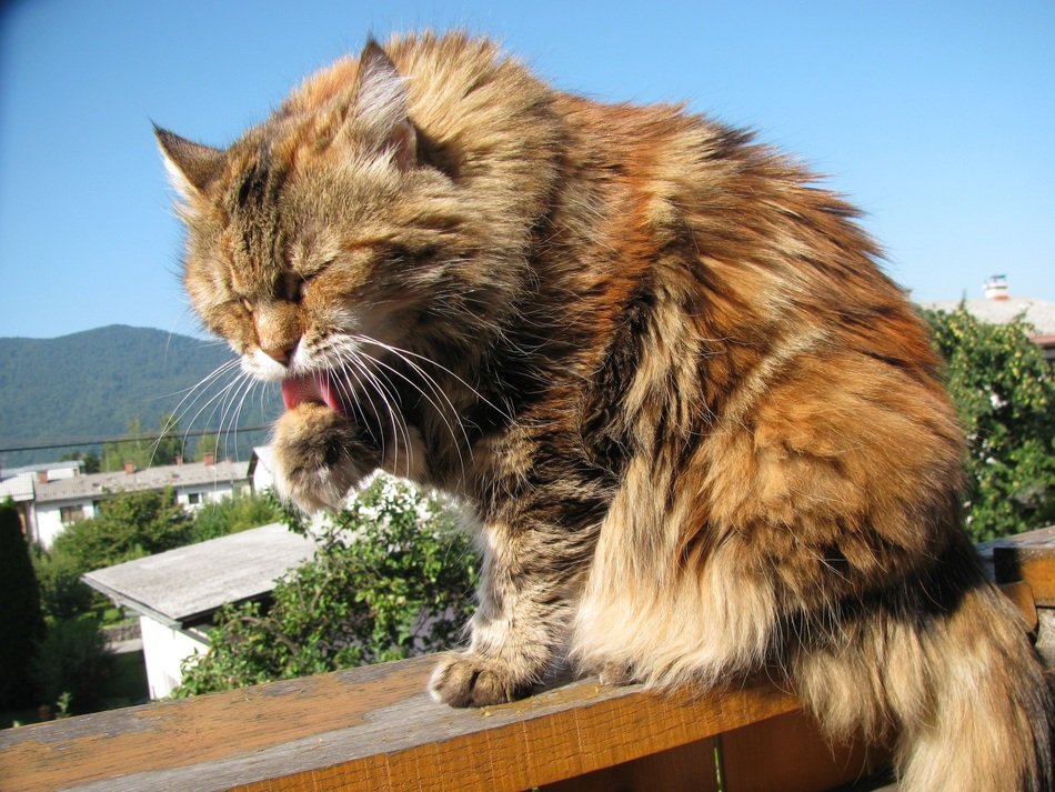 Maine Coon on the roof