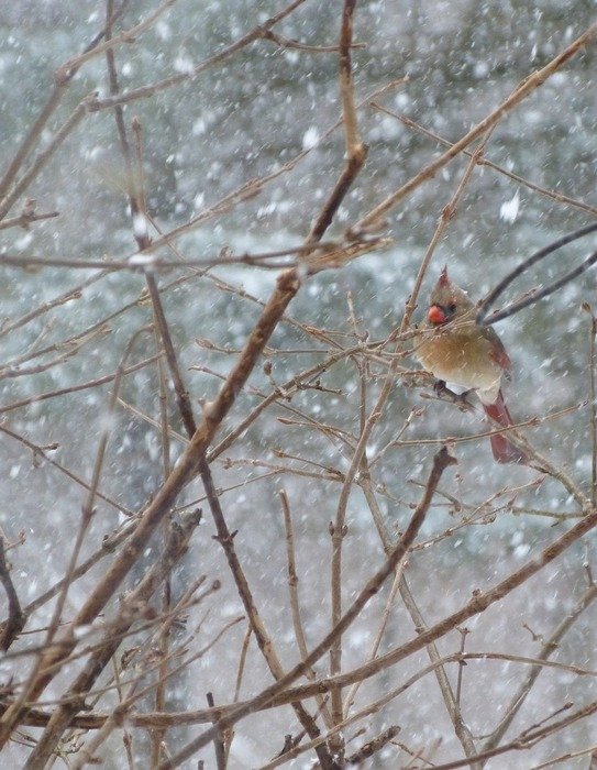 Beautiful Cardinal bird in winter