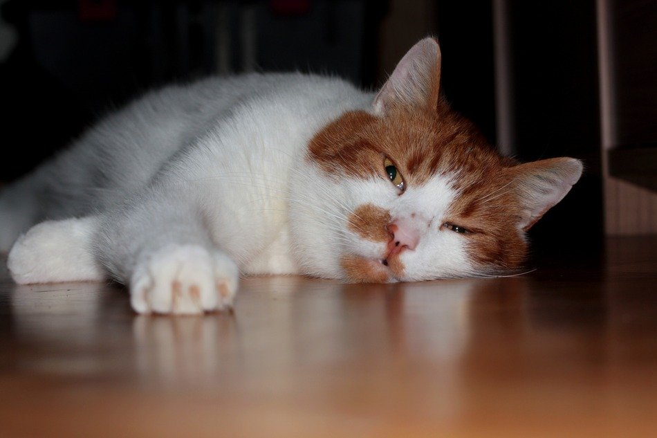 sleepy red and white cat