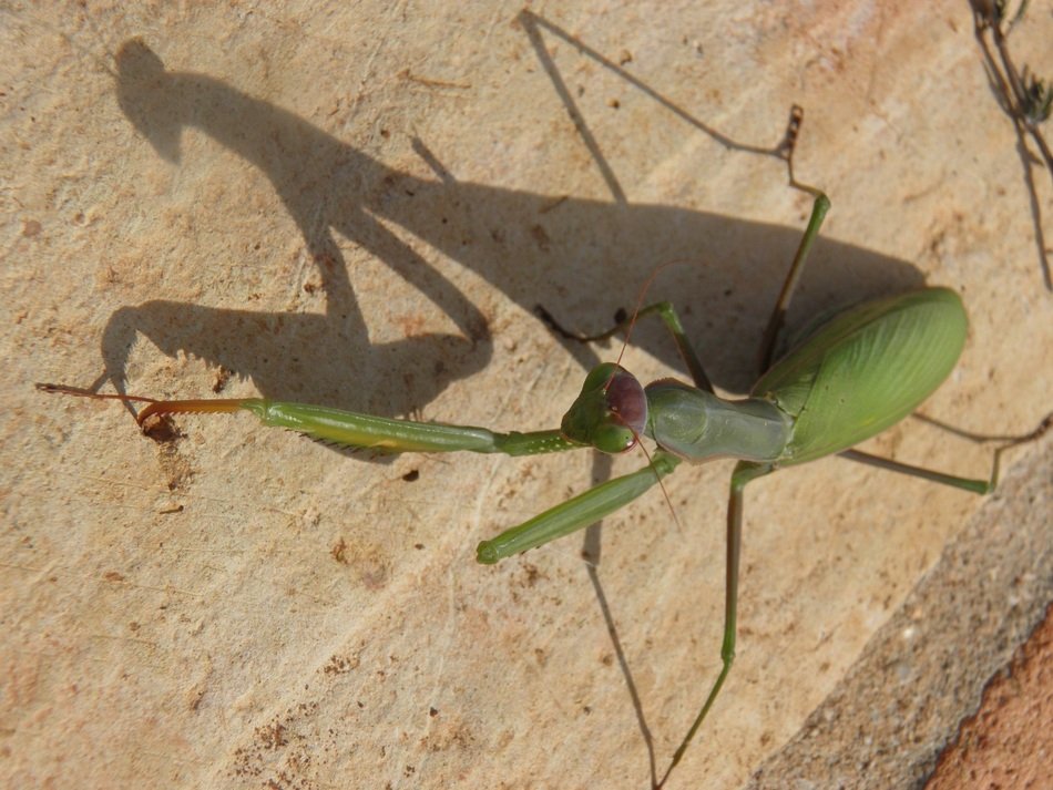 Green praying mantis on the wall