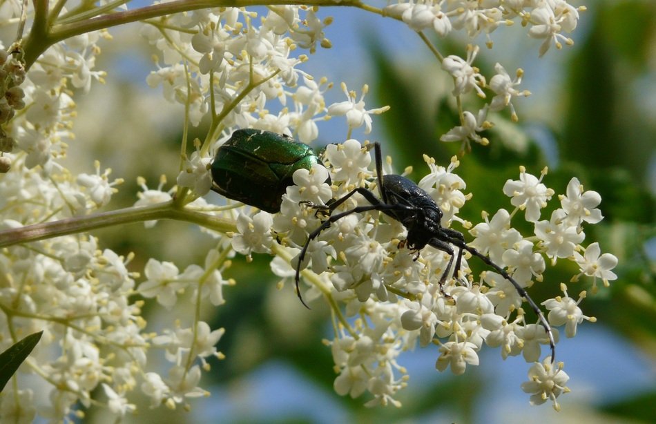 cerambyx cerdo on the flowering bush