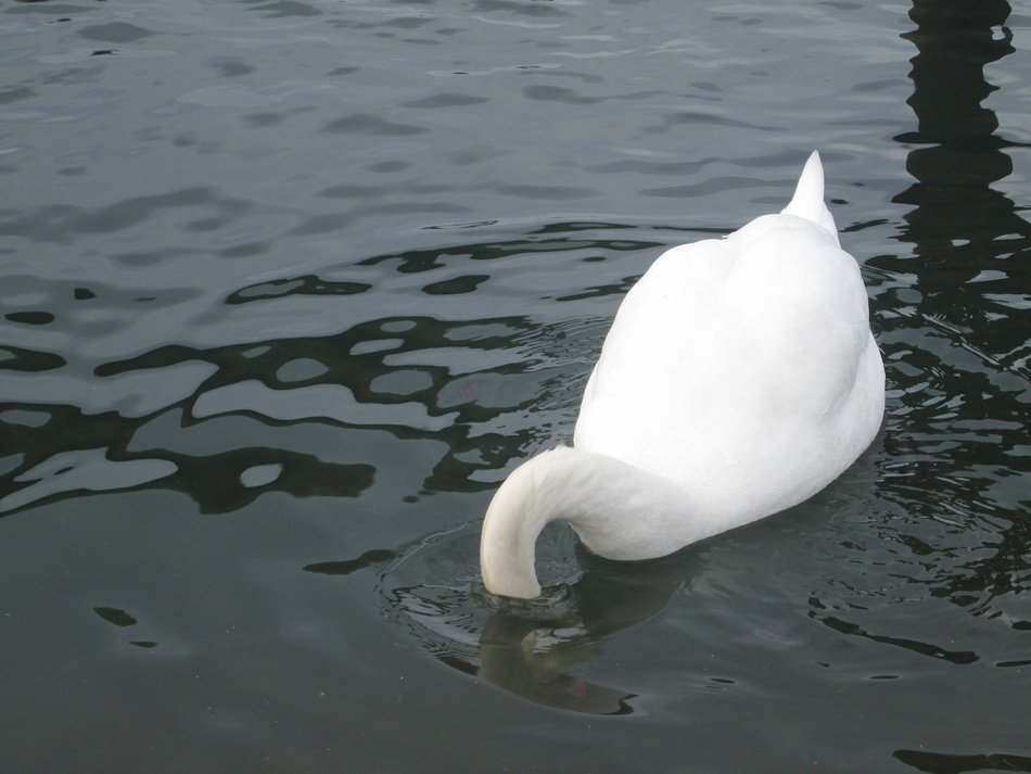 the swan is fishing in the water