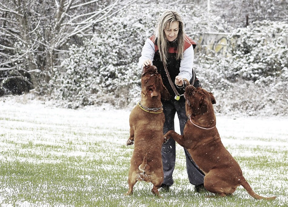 mastiffs on the meadow with owner