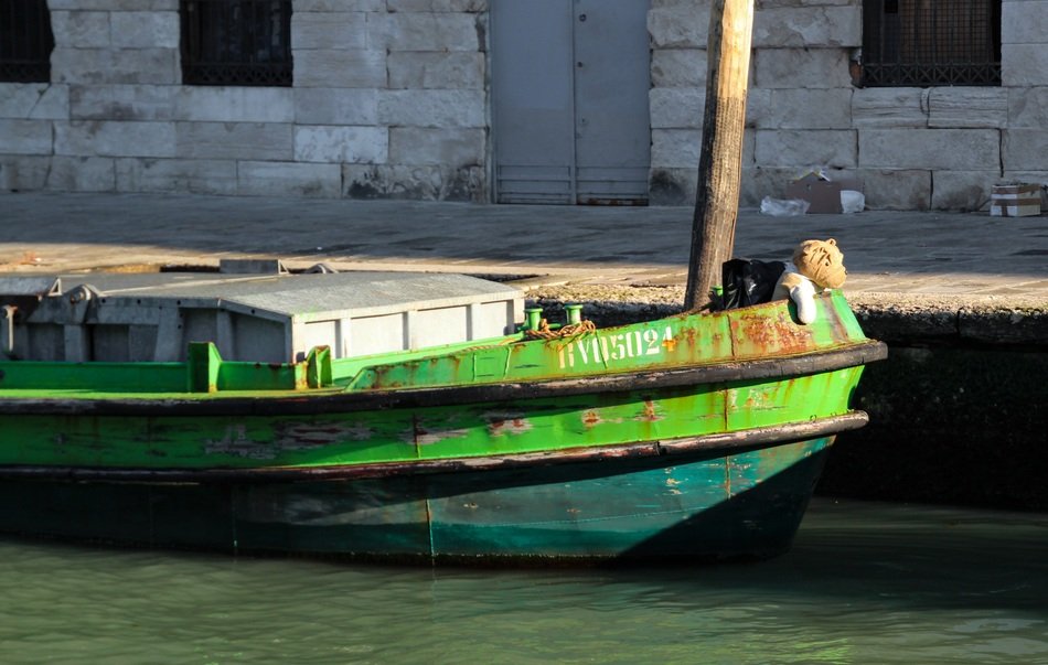 attractive Bear on boat