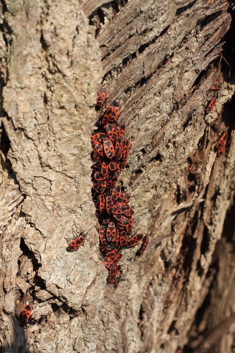 red insect on a tree trunk close-up
