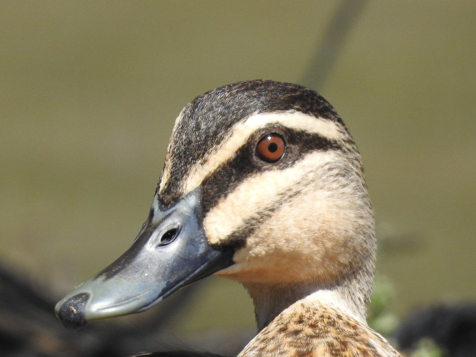 portrait of a duck