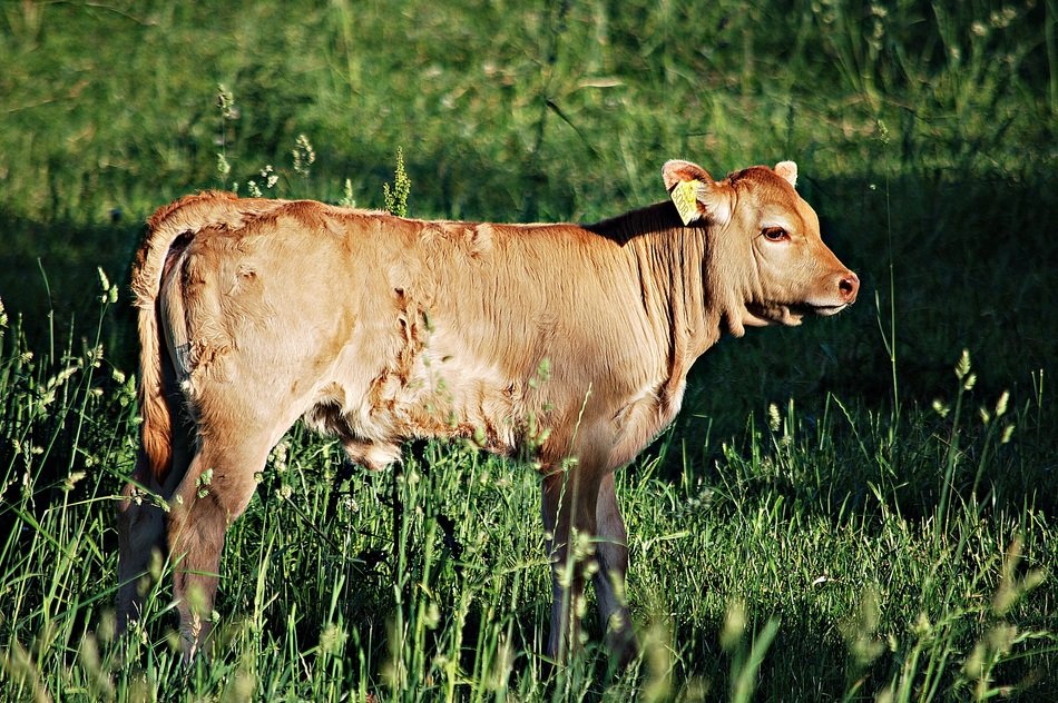 calf on a chain in the grass