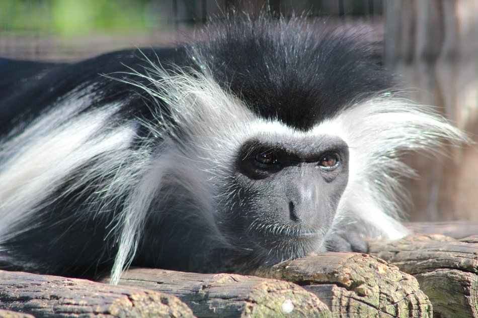 Colobus Monkey
