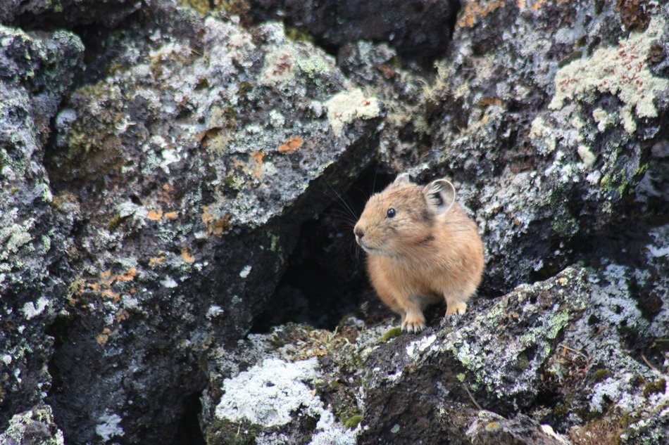 pika on the rock, russia, eastern sayan
