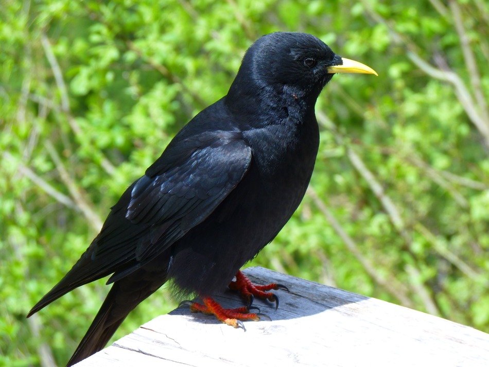 black jackdaw in wildlife