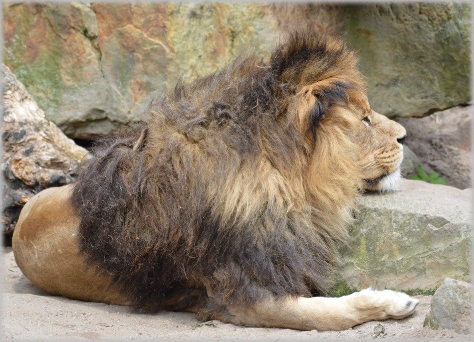 lion in the zoo in Holland