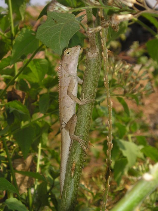 iguana in Laos