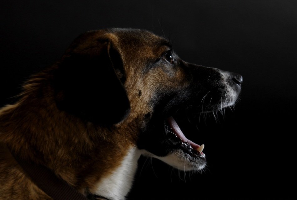portait of Dog Tooth