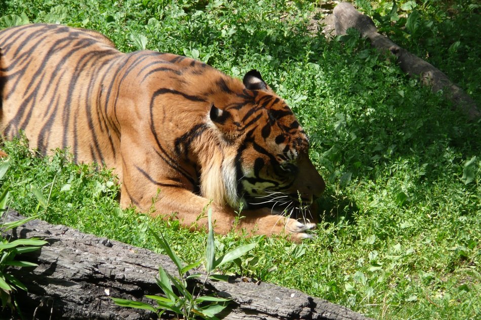 Tiger is lying on the grass