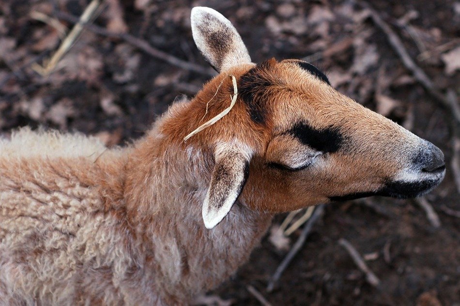 Animal Farm Zoo