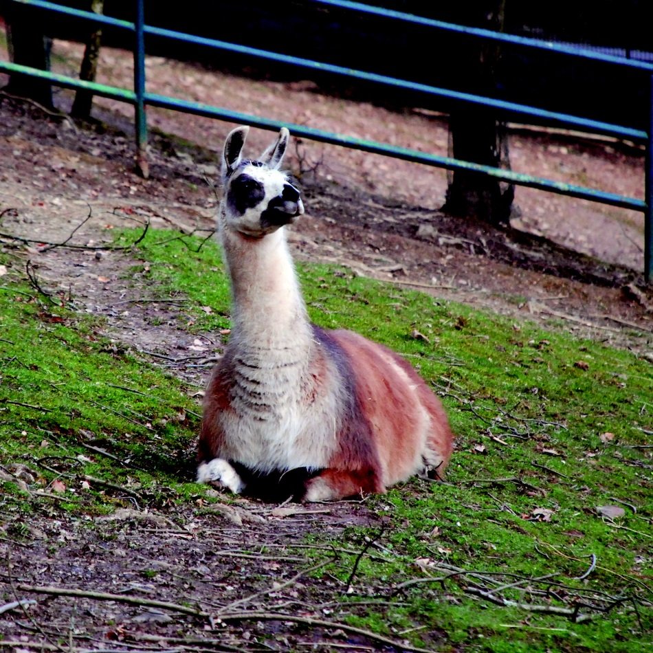 lama in the wild park