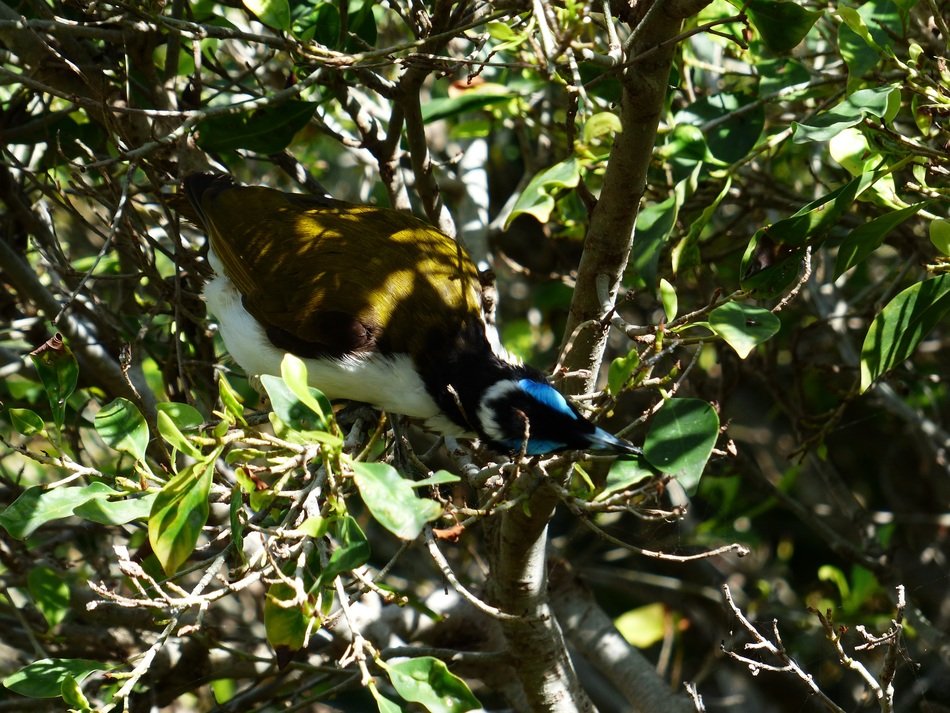 entomyzon cyanotis in wildlife