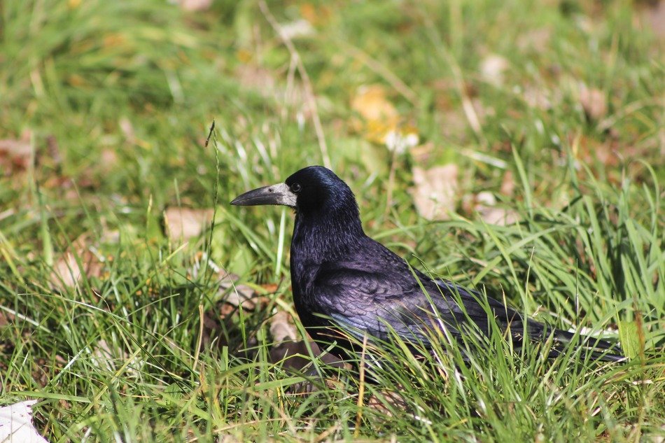 picture of the Rook Bird is on a grass