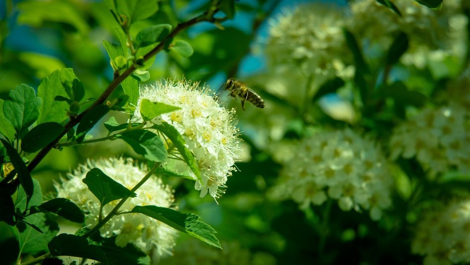 insect on a honey flower