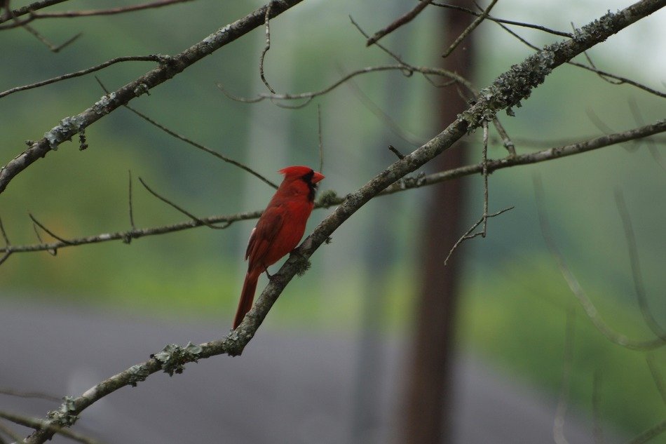 red bird cardinal on branches in the rain