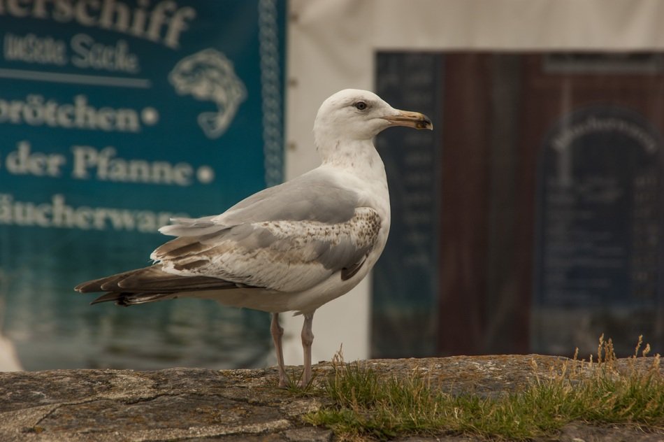 pride seagull standing on the coast